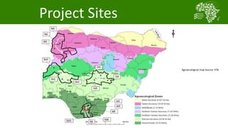 African Chicken Genetic Gains: ACGG-Nigeria report