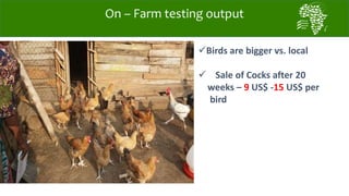 African Chicken Genetic Gains: Tanzania achievements todate