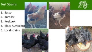 African Chicken Genetic Gains: Tanzania achievements todate