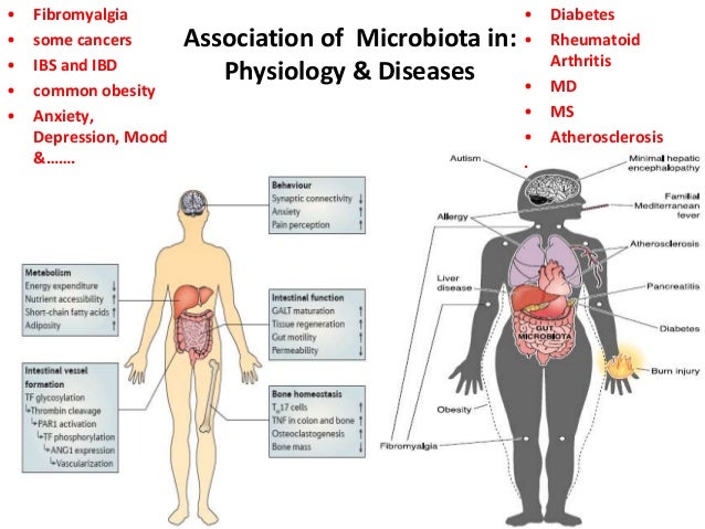 Human Gut Microbes Associated With Obesity Nature Human Gut Microbes Associated With Obesity Nature