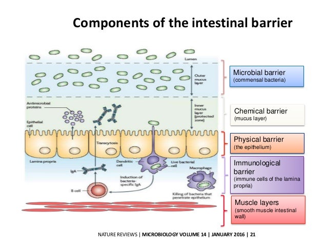 Image result for dysbiosis and gut epithelial and vascular barriers