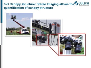 3-D Canopy structure: Stereo Imaging allows the 
quantification of canopy structure 
 