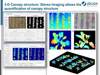 3-D Canopy structure: Stereo Imaging allows the 
quantification of canopy structure 
 
