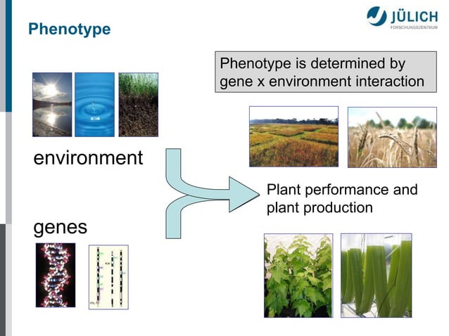 Plant Phenotyping, a new scientific discipline to quantify plant traits ...
