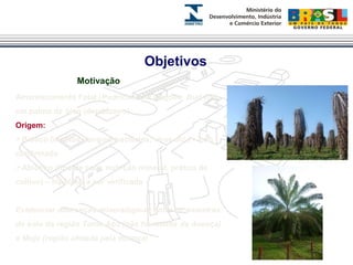 Objetivos 
Motivação 
Amarelecimento Fatal (Pudrición del Cogollo, Bud-rot) 
em palma de óleo (dendezeiro). 
Origem: 
Biótico (insetos, fungos, bactérias, vírus etc.) – não 
confirmado 
Abiótico (tipo de solo, nutrição mineral, prática de 
cultivo) – hipótese a ser verificada 
Evidenciar diferenças mineralógicas entre as amostras 
de solo da região Tome Açu (não há relatos da doença) 
e Moju (região afetada pela doença) 
 
