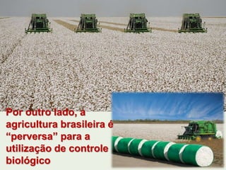 Por outro lado, a 
agricultura brasileira é 
“perversa” para a 
utilização de controle 
biológico 
 