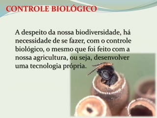 CONTROLE BIOLÓGICO 
A despeito da nossa biodiversidade, há 
necessidade de se fazer, com o controle 
biológico, o mesmo que foi feito com a 
nossa agricultura, ou seja, desenvolver 
uma tecnologia própria. 
 