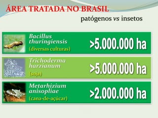 ÁREA TRATADA NO BRASIL 
Bacillus 
thuringiensis 
Trichoderma 
harzianum 
controle biológico aplicado 
(soja) 
Metarhizium 
anisopliae 
(cana-de-açúcar) 
patógenos vs insetos 
controle biológico aplicado 
(diversas culturas) 
 