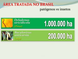 ÁREA TRATADA NO BRASIL 
Deladenus 
siricidicola 
(Pinus) 
Baculovirus 
anticarsia 
(soja) 
patógenos vs insetos 
 