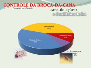 CONTROLE DA BROCA-DA-CANA 
cana-de-açúcar Diatraea saccharalis 
Cotesia flavipes 
39% 
Sem controle 
44% 
Controle químico 
11% 
Trichogramma 
galloi 
6% 
 
