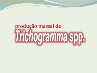 produção massal de 
 