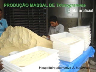 PRODUÇÃO MASSAL DE Trichogramma 
Dieta artificial 
Hospedeiro alternativo A. kuehniella 
 