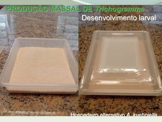 PRODUÇÃO MASSAL DE Trichogramma 
Desenvolvimento larval 
Hospedeiro alternativo A. kuehniella 
 