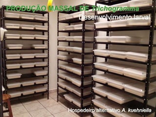 PRODUÇÃO MASSAL DE Trichogramma 
Desenvolvimento larval 
Hospedeiro alternativo A. kuehniella 
 