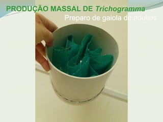 PRODUÇÃO MASSAL DE Trichogramma 
Preparo de gaiola de adultos 
 