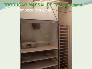 PRODUÇÃO MASSAL DE Trichogramma 
Limpeza dos ovos 
 