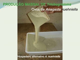 PRODUÇÃO MASSAL DE Trichogramma 
Ovos de Anagasta kuehniella 
Hospedeiro alternativo A. kuehniella 
 