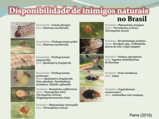 no Brasil 
Parra (2010) 
 