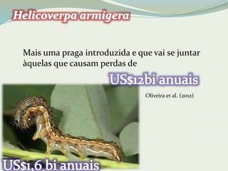 Mais uma praga introduzida e que vai se juntar 
àquelas que causam perdas de 
Oliveira et al. (2012) 
 