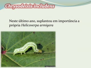 Neste último ano, suplantou em importância a 
própria Helicoverpa armigera 
 