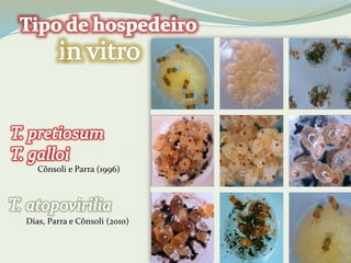 Cônsoli e Parra (1996) 
Dias, Parra e Cônsoli (2010) 
 