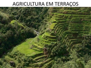 AGRICULTURA EM TERRAÇOS
 