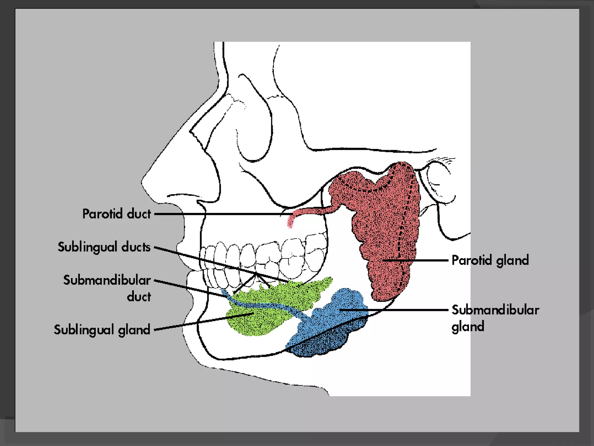 Dactography Types Sialography & dacrocystography | PPT