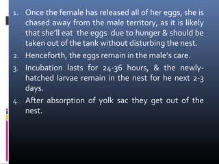 1. Once the female has released all of her eggs, she is

chased away from the male territory, as it is likely
that she’ll eat the eggs due to hunger & should be
taken out of the tank without disturbing the nest.
2. Henceforth, the eggs remain in the male’s care.
3. Incubation lasts for 24-36 hours, & the newlyhatched larvae remain in the nest for he next 2-3
days.
4. After absorption of yolk sac they get out of the
nest.

 