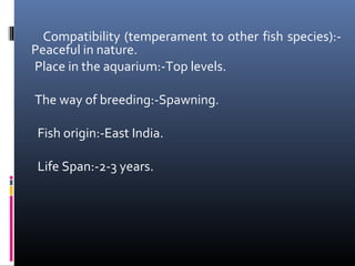 Compatibility (temperament to other fish species):Peaceful in nature.
Place in the aquarium:-Top levels.
The way of breeding:-Spawning.
Fish origin:-East India.
Life Span:-2-3 years.

 
