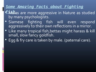 Some Amazing Facts about Fighting
Fish
 Males are more aggressive in Nature as studied
by many psychologists.
 Siamese fighting fish will even respond
aggressively to their own reflections in a mirror.
 Like many tropical fish,bettas might harass & kill
small, slow fancy goldfish.
 Egg & fry care is taken by male. (paternal care).

 