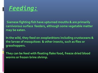 Feeding:
Siamese fighting fish have upturned mouths & are primarily
carnivorous surface feeders, although some vegetable matter
may be eaten.
In the wild, they feed on zooplanktons including crustaceans &
the larvae of mosquitoes & other insects, such as flies or
grasshoppers.
They can be feed with floating flake food, freeze dried blood
worms or frozen brine shrimp.

 