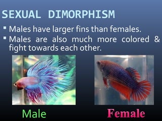 SEXUAL DIMORPHISM
 Males have larger fins than females.
 Males are also much more colored &

fight towards each other.

Male

 