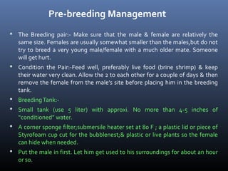 Pre-breeding Management
 The Breeding pair:- Make sure that the male & female are relatively the

same size. Females are usually somewhat smaller than the males,but do not
try to breed a very young male/female with a much older mate. Someone
will get hurt.

 Condition the Pair:-Feed well, preferably live food (brine shrimp) & keep

their water very clean. Allow the 2 to each other for a couple of days & then
remove the female from the male’s site before placing him in the breeding
tank.

 Breeding Tank: Small tank (use 5 liter) with approxi. No more than 4-5 inches of

“conditioned” water.

 A corner sponge filter;submersile heater set at 80 F ; a plastic lid or piece of

Styrofoam cup cut for the bubblenest;& plastic or live plants so the female
can hide when needed.

 Put the male in first. Let him get used to his surroundings for about an hour

or so.

 