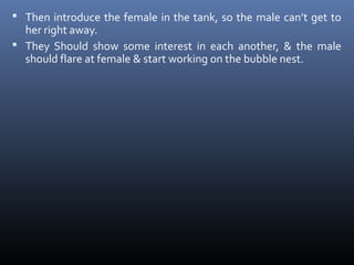  Then introduce the female in the tank, so the male can’t get to

her right away.
 They Should show some interest in each another, & the male
should flare at female & start working on the bubble nest.

 