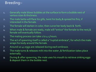 Breeding:1.
2.
3.
4.
5.
6.
7.
8.
9.

Generally male blows bubbles at the surface to form a bubble nest of
various sizes & thickness.
The male betta will flare his gills, twist his body,& spread his fins, if
interested in the female.
The female will darken in color, then curve her body back & forth.
When male & female are ready, male will “entice” the female to the nest,&
female will eventually follow.
The mating process can take 1 to 4-5 hours.
The act of spawning itself is called a “nuptial embrace", for which the male
wraps his body around the female.
Around 10-41 eggs are released during each embrace.
The male turns & releases milt into the water ,& fertilization takes place
externally.
During & after spawning, the male uses his mouth to retrieve sinking eggs
& deposit them in the bubble nest.

 