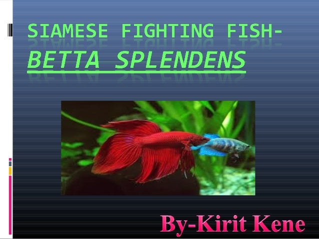fighting fighter fish
