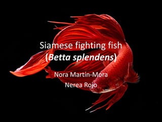 Siamese fighting fish
(Betta splendens)
Nora Martín-Mora
Nerea Rojo
 