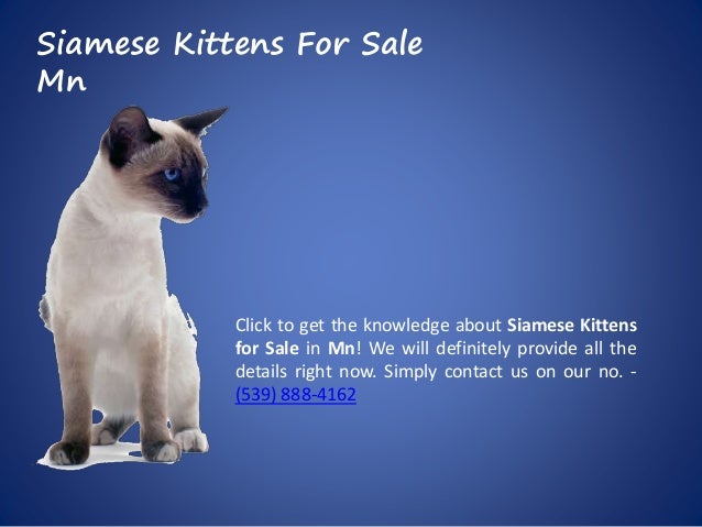 Siamese Kittens For Adoption