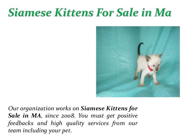 Siamese kittens for sale in ma