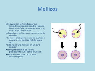 Mellizos<br />Dos óvulos son fertilizados por sus respectivos espermatozoides  están en bolsas amnióticas separadas, cada ...