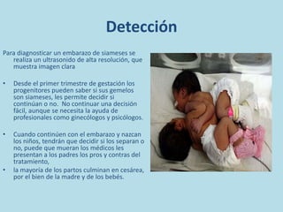 Detección<br />Para diagnosticar un embarazo de siameses se realiza un ultrasonido de alta resolución, que muestra imagen ...