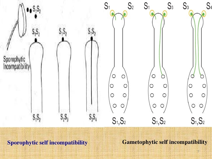 self and male sterility
