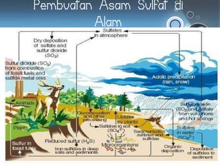 Pembuatan Asam Sulfat di
Alam
 