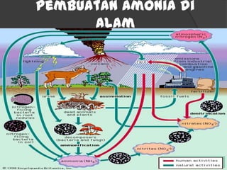 Pembuatan Amonia di
Alam
 