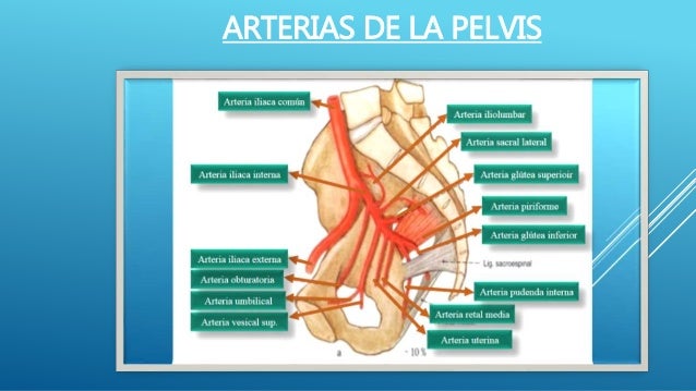 Sistema arterial abdome pelvis y miembros inferiores