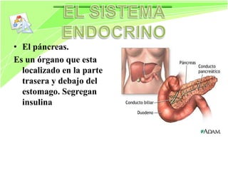 Siatema endocrino