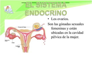 Siatema endocrino