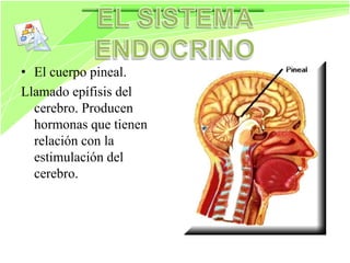 Siatema endocrino