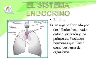 Siatema endocrino