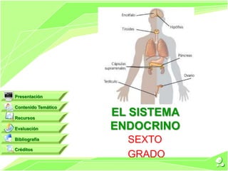 Siatema endocrino